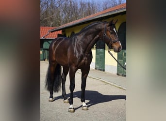 KWPN, Hengst, 3 Jahre, 170 cm, Dunkelbrauner
