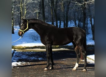 KWPN, Hengst, 3 Jahre, 170 cm, Dunkelbrauner