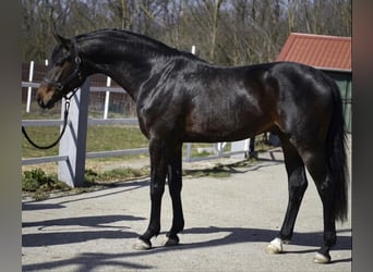 KWPN, Hengst, 3 Jahre, 170 cm, Dunkelbrauner