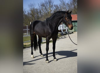 KWPN, Hengst, 3 Jahre, 170 cm, Dunkelbrauner