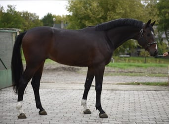 KWPN, Hengst, 3 Jahre, 170 cm, Dunkelfuchs