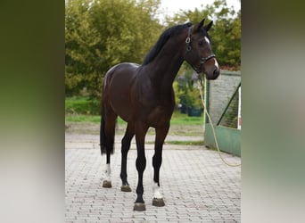KWPN, Hengst, 3 Jahre, 170 cm, Dunkelfuchs