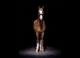 KWPN, Hengst, 3 Jahre, 170 cm, Fuchs