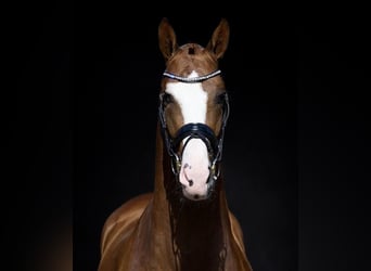 KWPN, Hengst, 3 Jahre, 170 cm, Fuchs