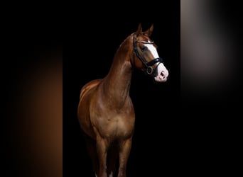 KWPN, Hengst, 3 Jahre, 170 cm, Fuchs