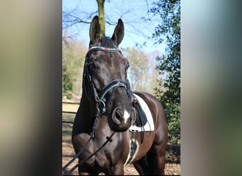KWPN, Hengst, 3 Jahre, 170 cm, Rappe