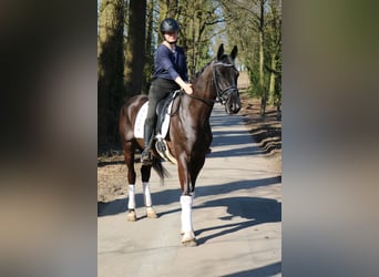 KWPN, Hengst, 3 Jahre, 170 cm, Rappe