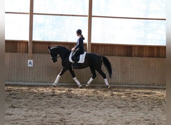 KWPN, Hengst, 3 Jahre, 170 cm, Rappe
