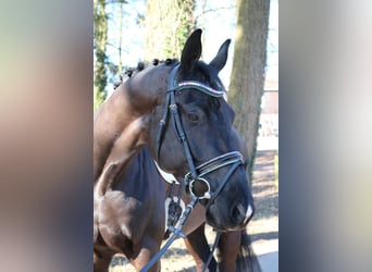 KWPN, Hengst, 3 Jahre, 170 cm, Rappe