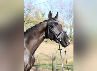 KWPN, Hengst, 3 Jahre, 170 cm, Rappe