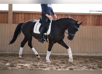 KWPN, Hengst, 3 Jahre, 170 cm, Rappe