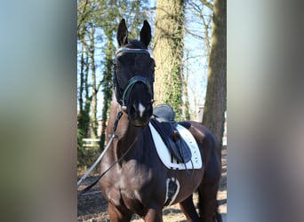 KWPN, Hengst, 3 Jahre, 170 cm, Rappe