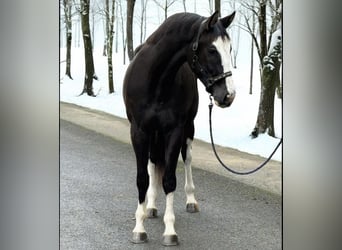 KWPN, Hengst, 3 Jahre, 170 cm, Rappe