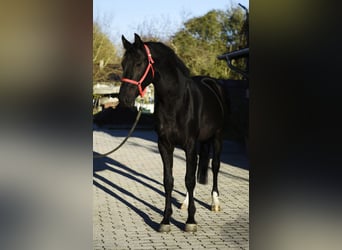 KWPN, Hengst, 3 Jahre, 170 cm, Rappe