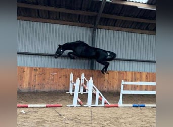 KWPN, Hengst, 3 Jahre, 170 cm, Rappschimmel