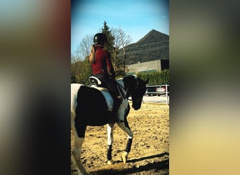 KWPN, Hengst, 3 Jahre, 170 cm, Schecke