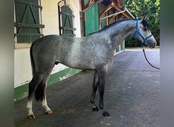 KWPN, Hengst, 3 Jahre, 170 cm, Schimmel