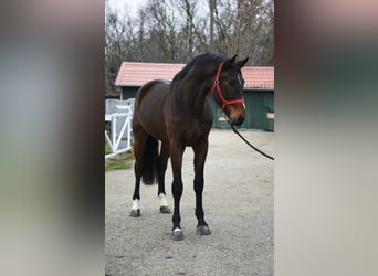 KWPN, Hengst, 3 Jahre, 170 cm