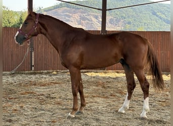 KWPN, Hengst, 3 Jahre, 170 cm