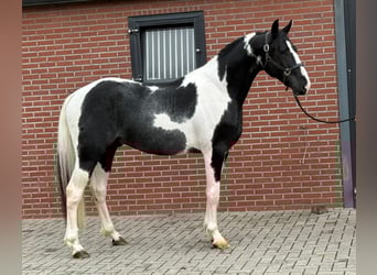 KWPN, Hengst, 3 Jahre, 170 cm KWPN, Hengst, 3 Jahre, 170 cm