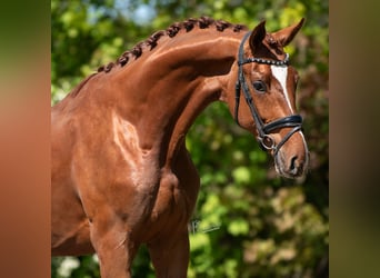 KWPN, Hengst, 3 Jahre, 171 cm, Hellbrauner