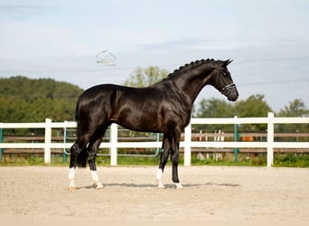 KWPN, Hengst, 3 Jahre, 171 cm, Rappe
