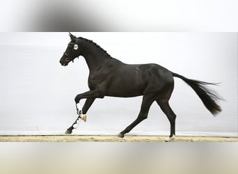 KWPN, Hengst, 3 Jahre, 171 cm, Rappe