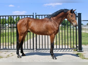 KWPN, Hengst, 3 Jahre, 171 cm, Rotbrauner