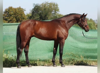 KWPN, Hengst, 3 Jahre, 172 cm, Rotbrauner