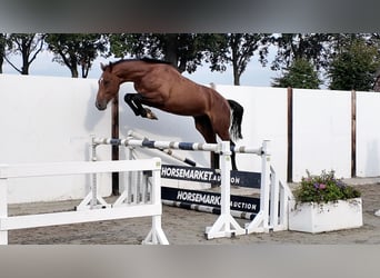 KWPN, Hengst, 3 Jahre, 172 cm, Rotbrauner