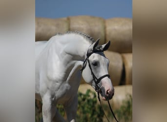 KWPN, Hengst, 3 Jahre, 172 cm, Schimmel
