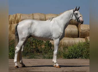 KWPN, Hengst, 3 Jahre, 172 cm, Schimmel