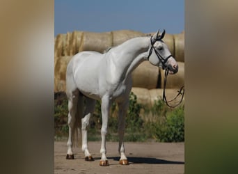 KWPN, Hengst, 3 Jahre, 172 cm, Schimmel