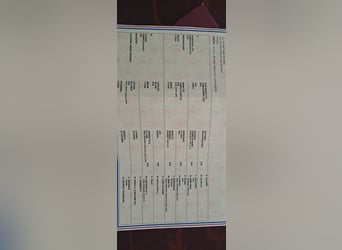 KWPN, Hengst, 3 Jahre, 172 cm, Schimmel