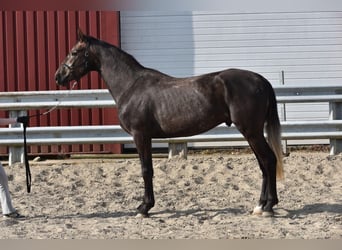 KWPN, Hengst, 3 Jahre, 173 cm, Fuchs