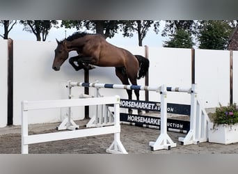 KWPN, Hengst, 3 Jahre, 174 cm, Dunkelbrauner