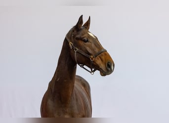 KWPN, Hengst, 3 Jahre, 175 cm, Brauner