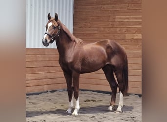 KWPN, Hengst, 3 Jahre