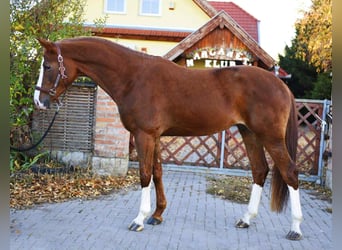 KWPN, Hengst, 3 Jahre, Dunkelfuchs