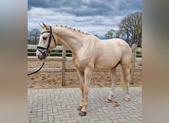 KWPN, Hengst, 3 Jahre, Palomino