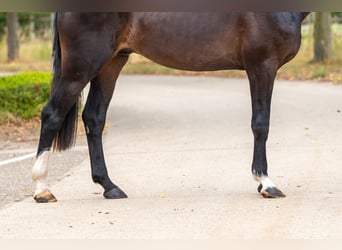 KWPN, Hengst, 3 Jahre, Rappe