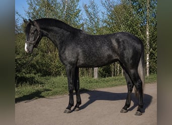 KWPN, Hengst, 3 Jahre, Rappschimmel
