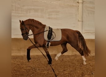 KWPN, Hengst, 4 Jaar, 160 cm, Donkere-vos