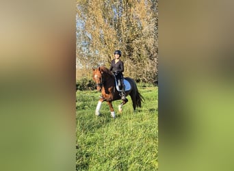 KWPN, Hengst, 4 Jaar, 160 cm, Donkere-vos KWPN, Hengst, 4 Jaar, 160 cm, Donkere-vos