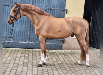 KWPN, Hengst, 4 Jaar, 160 cm, Vos