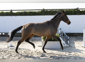 KWPN, Hengst, 4 Jaar, 161 cm