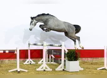 KWPN, Hengst, 4 Jaar, 163 cm