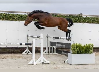 KWPN, Hengst, 4 Jaar, 165 cm, Bruin