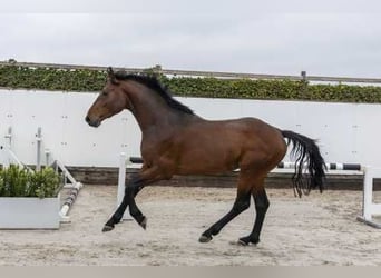 KWPN, Hengst, 4 Jaar, 165 cm, Bruin