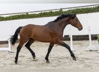 KWPN, Hengst, 4 Jaar, 165 cm, Bruin
